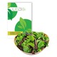 Outlet: Baby Leaf lettuce mixture