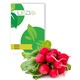 Outlet: Radish French Breakfast 3 Raphanus sativus