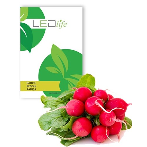 Outlet: Radish French Breakfast 3 Raphanus sativus