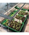 LEDlife Max-Grow 2.0 vekstsett - 2 x 60 cm, 30W LED, fullspektrum